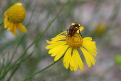 Strangalia sexnotata