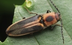 Megapenthes limbalis