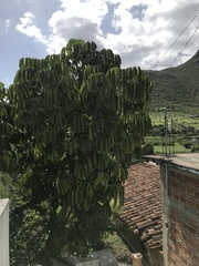 Heptapleurum actinophyllum