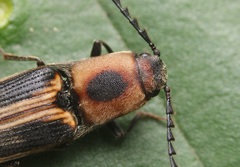 Megapenthes limbalis