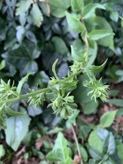 Campanula rapunculoides