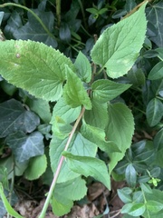 Campanula rapunculoides