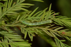 Cutina distincta