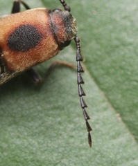 Megapenthes limbalis