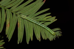 Cutina distincta