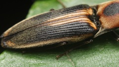 Megapenthes limbalis