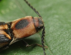 Megapenthes limbalis