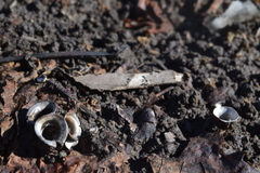Fungi