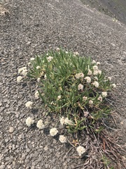 Eriogonum coloradense