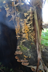 Agaricomycetes