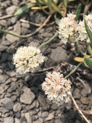 Eriogonum coloradense