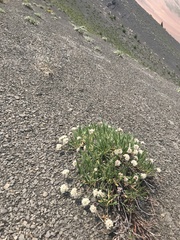 Eriogonum coloradense