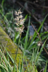 Poaceae