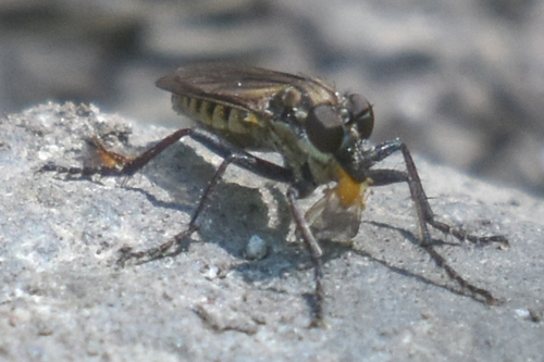 Smoky-winged Sandpirate