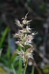 Poaceae