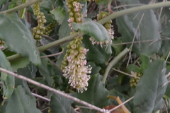 Ercilla