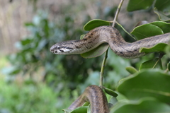 Galvarinus chilensis