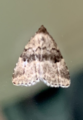 Dyspyralis