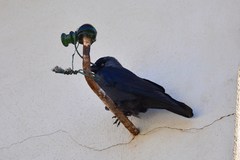 Corvus monedula spermologus