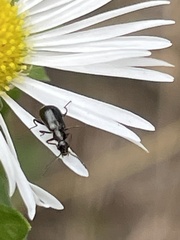 Attalus terminalis