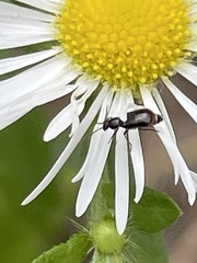 Attalus terminalis