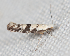 Argyresthia austerella