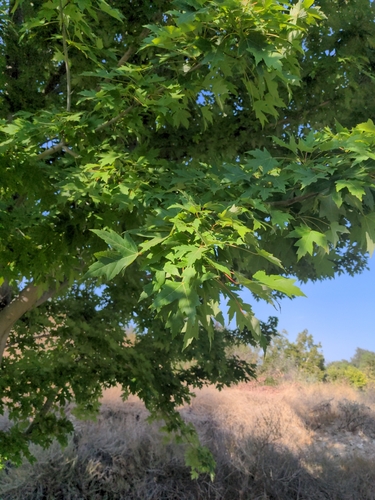 photo of Silver Maple (Acer saccharinum)