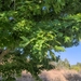 photo of Silver Maple (Acer saccharinum)