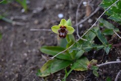 Ophrys bombyliflora