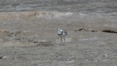 Charadrius pallidus