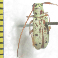 Isochariesthes francoisi