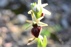 Ophrys sphegodes sphegodes
