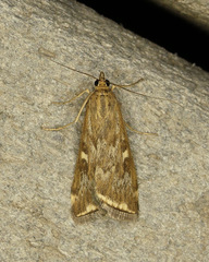 Loxostege munroealis