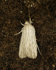 Catabena lineolata
