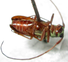 Isochariesthes francoisi