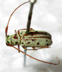 Isochariesthes francoisi