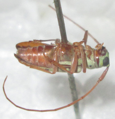 Isochariesthes francoisi