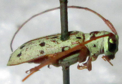 Isochariesthes francoisi