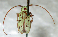 Isochariesthes francoisi