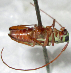 Isochariesthes francoisi