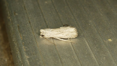 Catabena lineolata