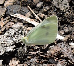 Pieris rapae