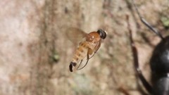Apocephalus coquilletti