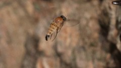 Apocephalus coquilletti