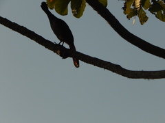 Ortalis squamata