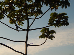 Ortalis squamata