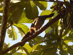 Ortalis squamata