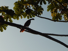 Ortalis squamata