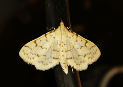 Polygrammodes flavidalis