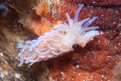 Phyllodesmium horridum